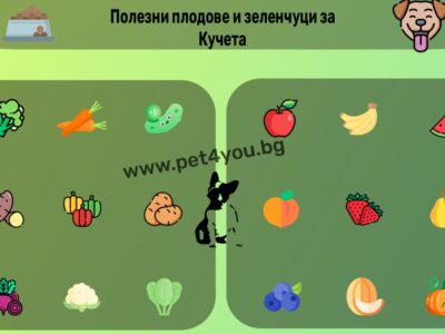плодове и зеленчуци за кучета