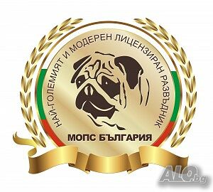 Мопс България предлага на българския пазар чистокръвни бебета Мопс с родословие
