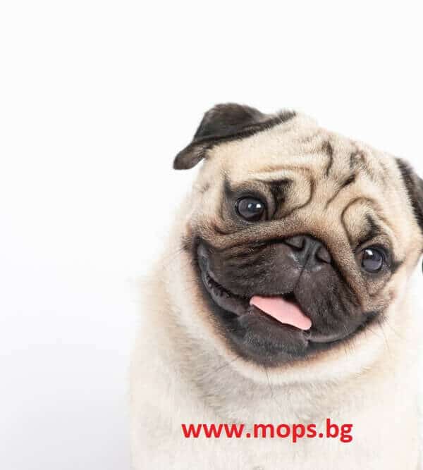 Мопс България предлага на българския пазар чистокръвни бебета Мопс с родословие