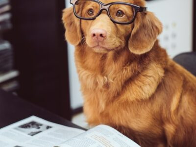 най-интелигентните породи кучета
