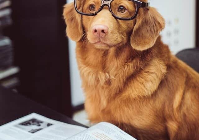 най-интелигентните породи кучета