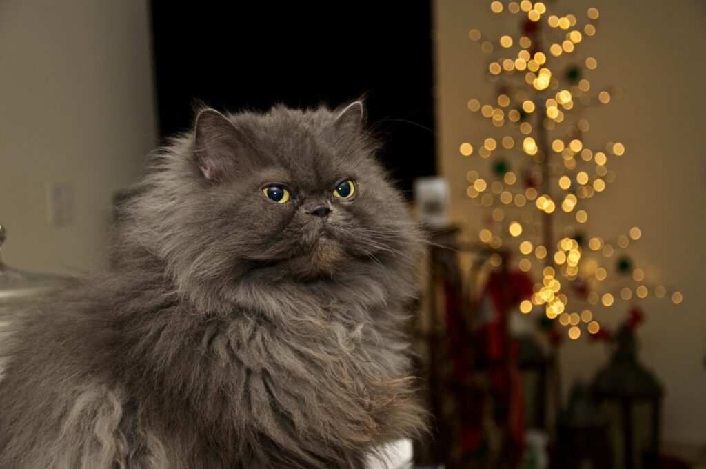 сива персийска котка