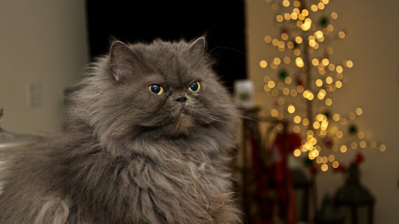 сива персийска котка