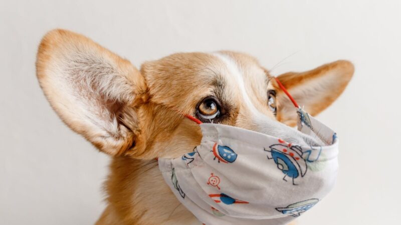 коронавирус при кучетата