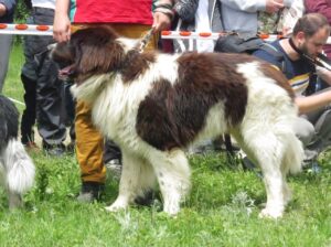българско овчарско куче