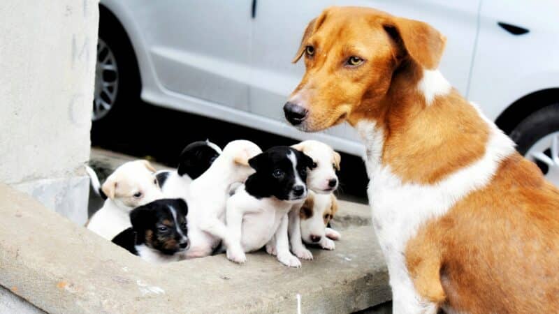бременност и раждане при кучетата