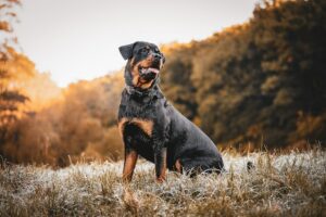 ротвайлер - породи кучета