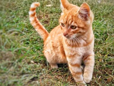 Мъжко котенце на 3 месеца търси дом