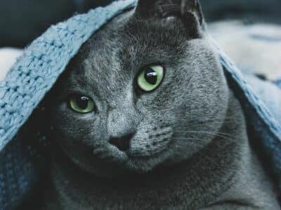 Руска синя котка