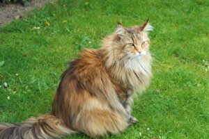 породи котки - сибирска горска котка