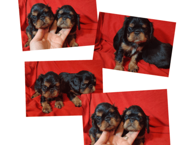 Puppy King Charles Spaniel - Delivery