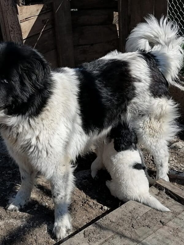 Чистокръвни български овчарски кученца