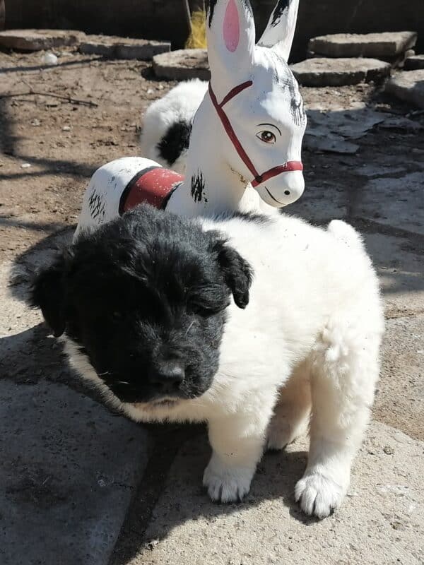 Чистокръвни български овчарски кученца