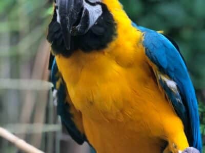 Дружелюбен син и златен папагал ара